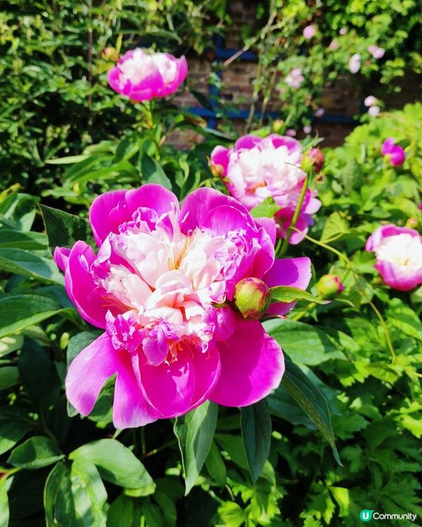🌸我愛花花🌸之彭布羅克小屋賞花之旅🌸！倫敦郊野隱藏瑰寶
