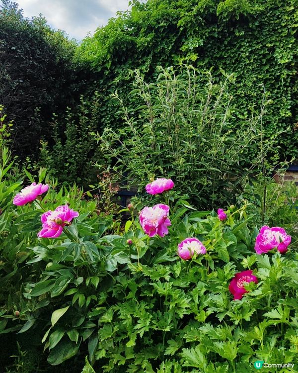 🌸我愛花花🌸之彭布羅克小屋賞花之旅🌸！倫敦郊野隱藏瑰寶