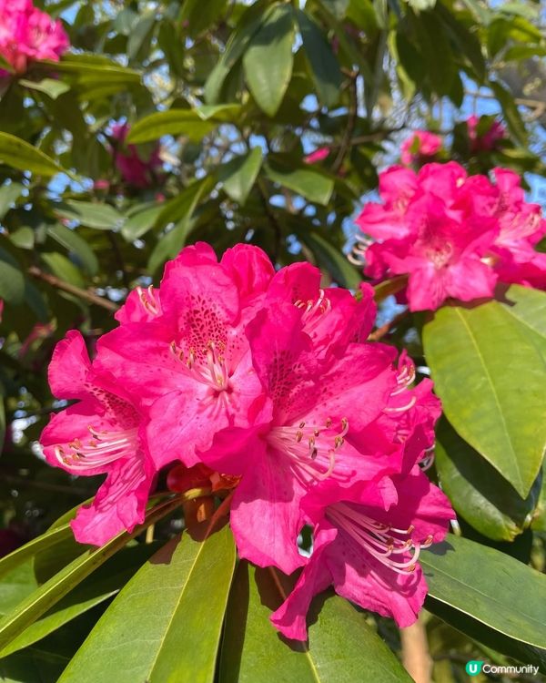 🌸我愛花花🌸之彭布羅克小屋賞花之旅🌸！倫敦郊野隱藏瑰寶