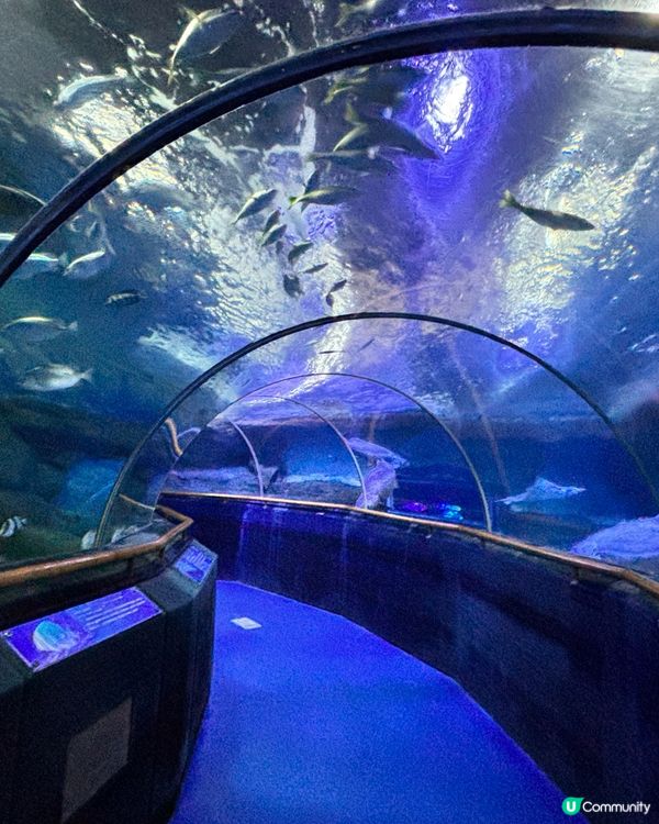 廈門鼓浪嶼攻略！😎 廈門必去！