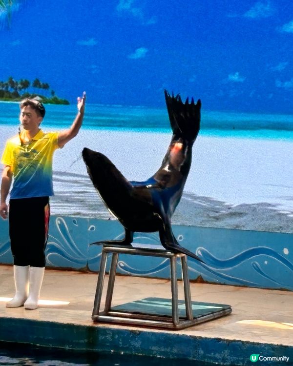 廈門鼓浪嶼攻略！😎 廈門必去！