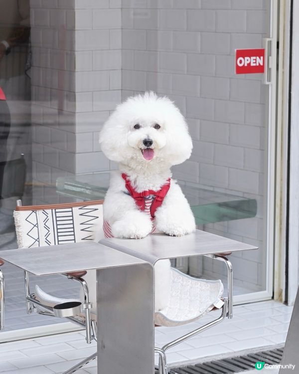 電影重慶森林經典重現 上環睇金魚？原來係...