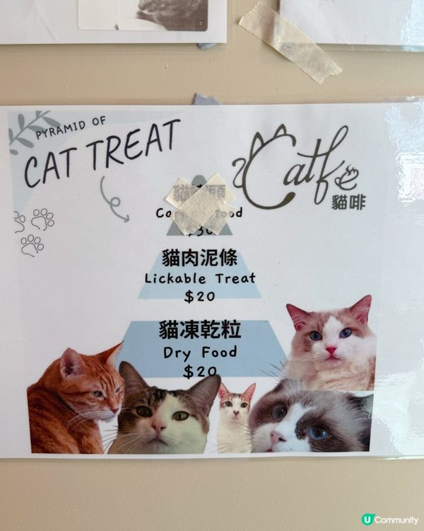 貓貓包圍の下午茶😻親子放電好去處！