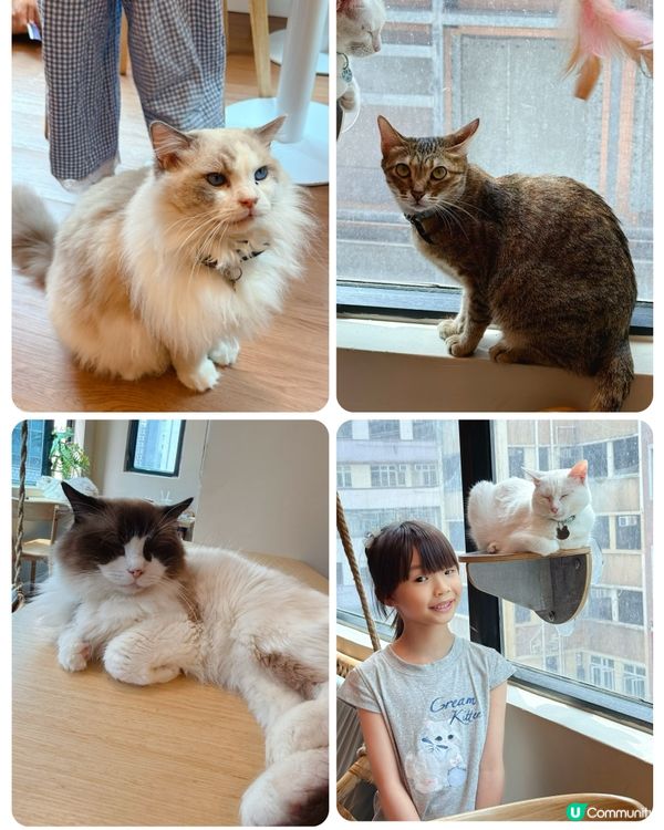 貓貓包圍の下午茶😻親子放電好去處！