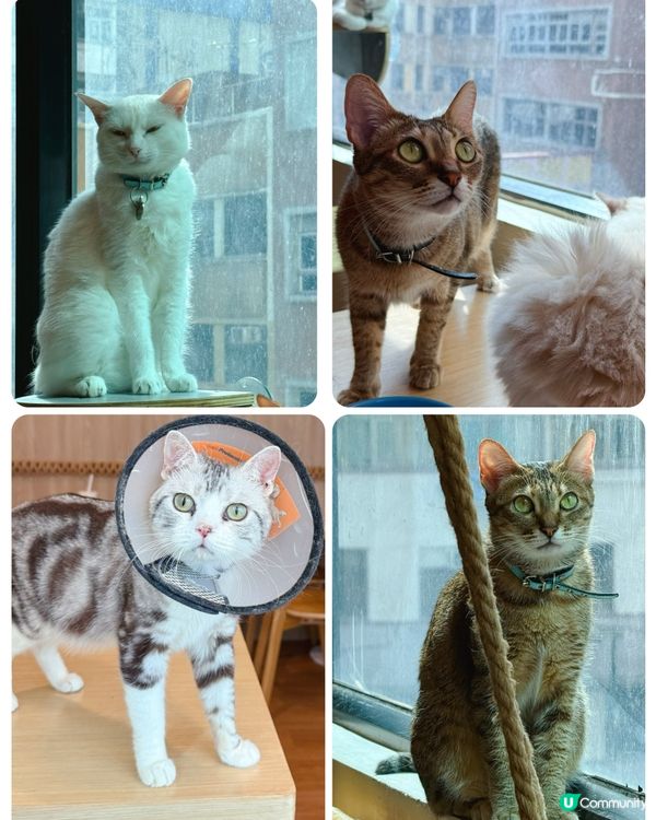 貓貓包圍の下午茶😻親子放電好去處！