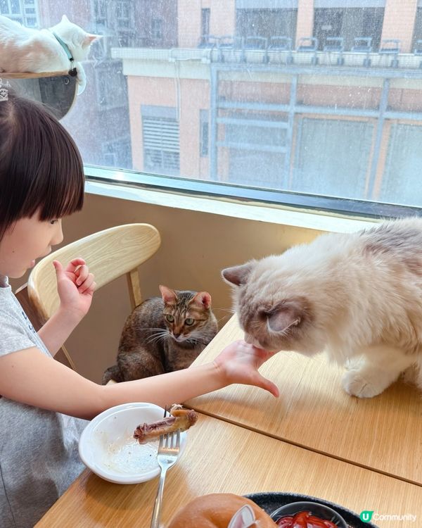 貓貓包圍の下午茶😻親子放電好去處！