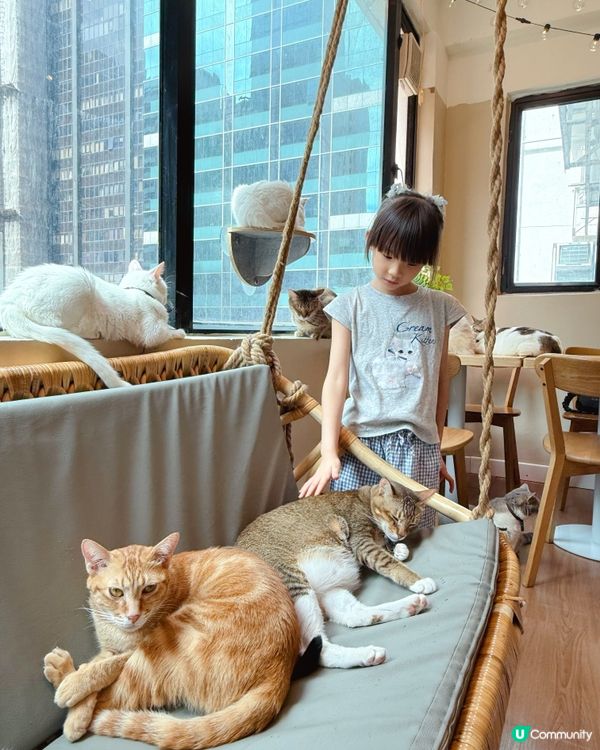 貓貓包圍の下午茶😻親子放電好去處！