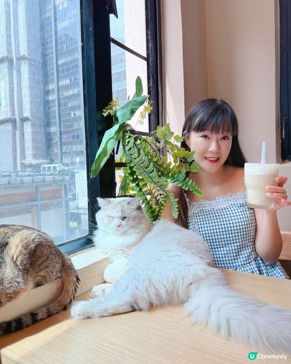 貓貓包圍の下午茶😻親子放電好去處！