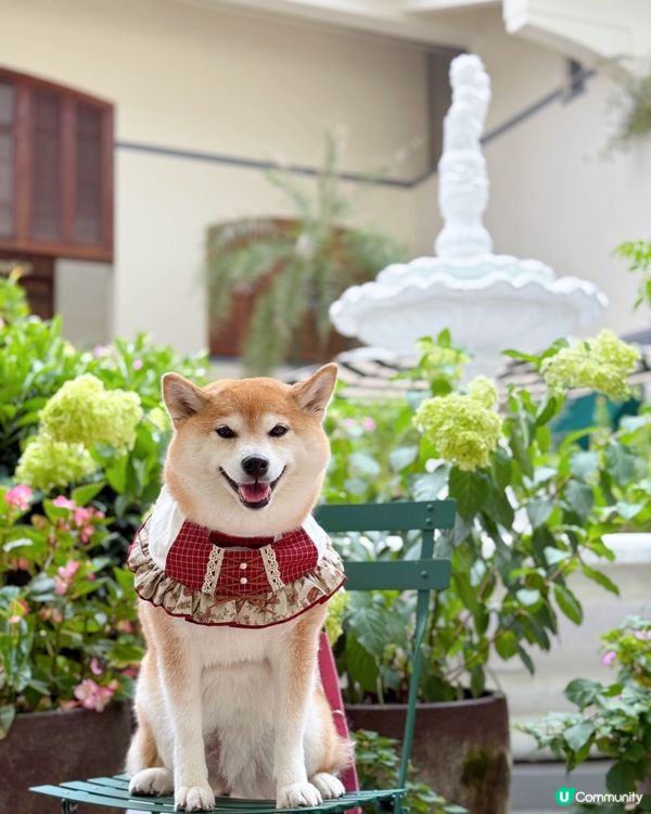 / 帶毛孩遊優雅影灣園 \