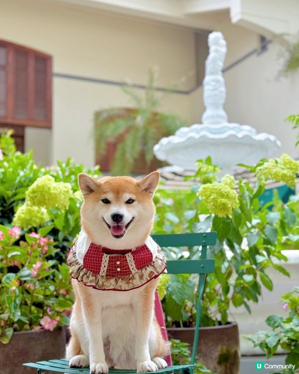 / 帶毛孩遊優雅影灣園 \