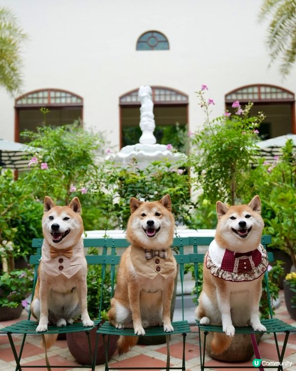 / 帶毛孩遊優雅影灣園 \