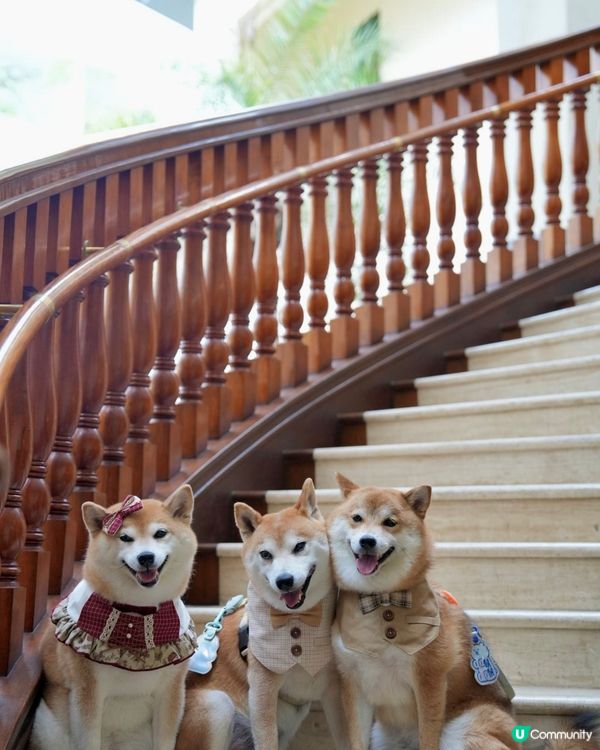 / 帶毛孩遊優雅影灣園 \