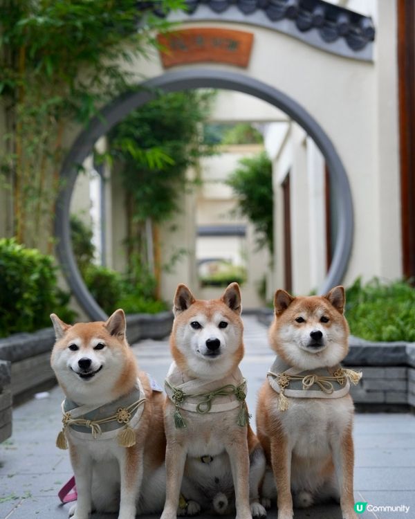 / 帶毛孩遊優雅影灣園 \