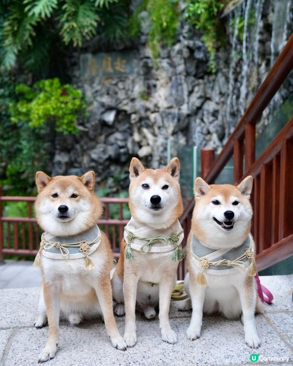 / 帶毛孩遊優雅影灣園 \