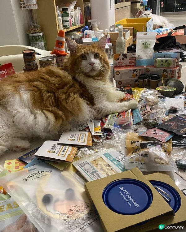 靚靚手作 台北寵物展