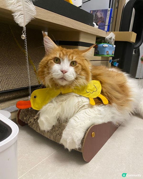 靚靚手作 台北寵物展