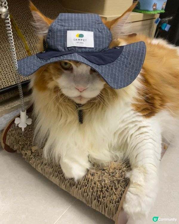 靚靚手作 台北寵物展