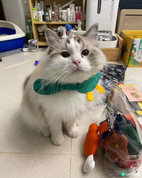 靚靚手作 台北寵物展