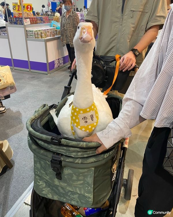 雪寶🤩！鵝寶寶霸氣登場！