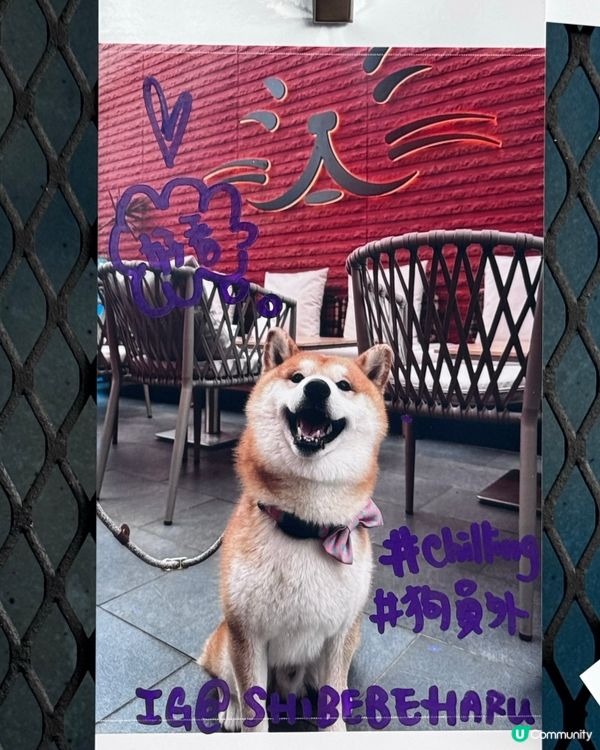 貓員外高空盛宴！銅鑼灣打卡必去🤩🌃