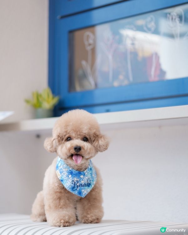 佐敦寵物友善餐廳-PASTIME💙🤍