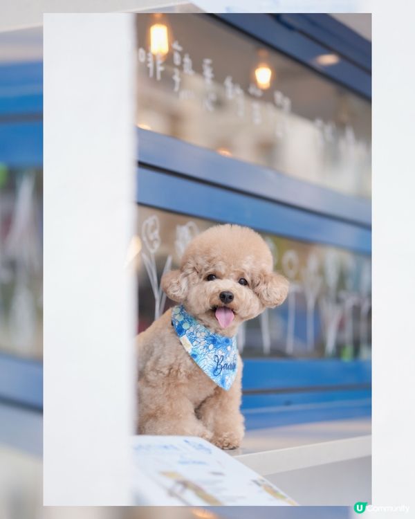 佐敦寵物友善餐廳-PASTIME💙🤍