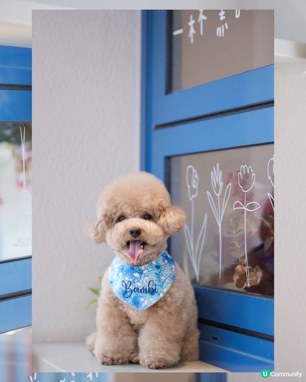 佐敦寵物友善餐廳-PASTIME💙🤍