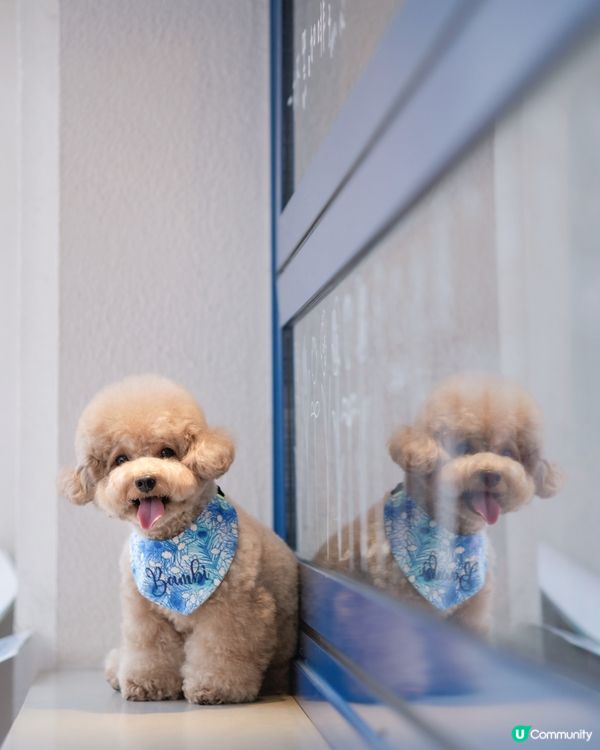 佐敦寵物友善餐廳-PASTIME💙🤍