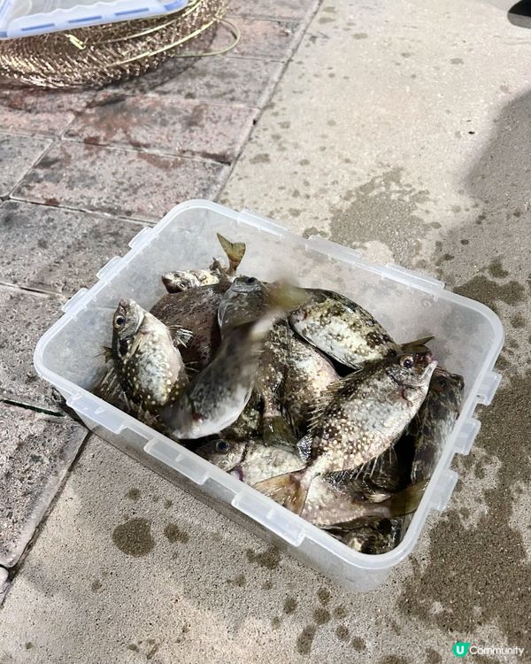 即使環境黑,夜晚去chok墨魚🦑釣魚🎣