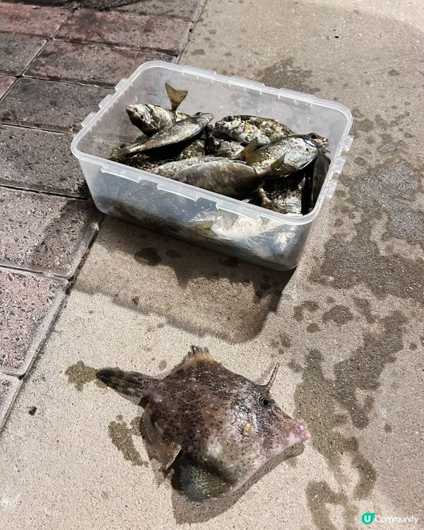 即使環境黑,夜晚去chok墨魚🦑釣魚🎣