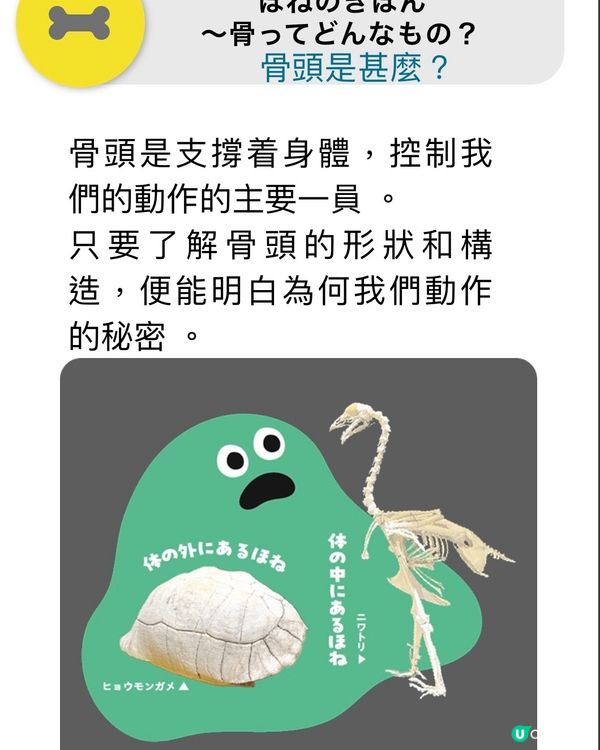 解構骨頭的秘密㊙️期間限定展
