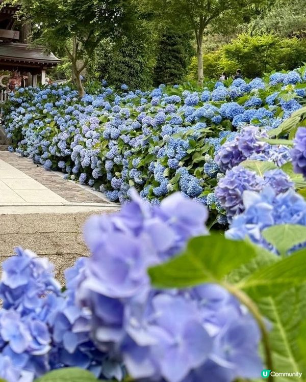 🌸我愛花花之雲昌寺！秋田繡球花之旅🌸！