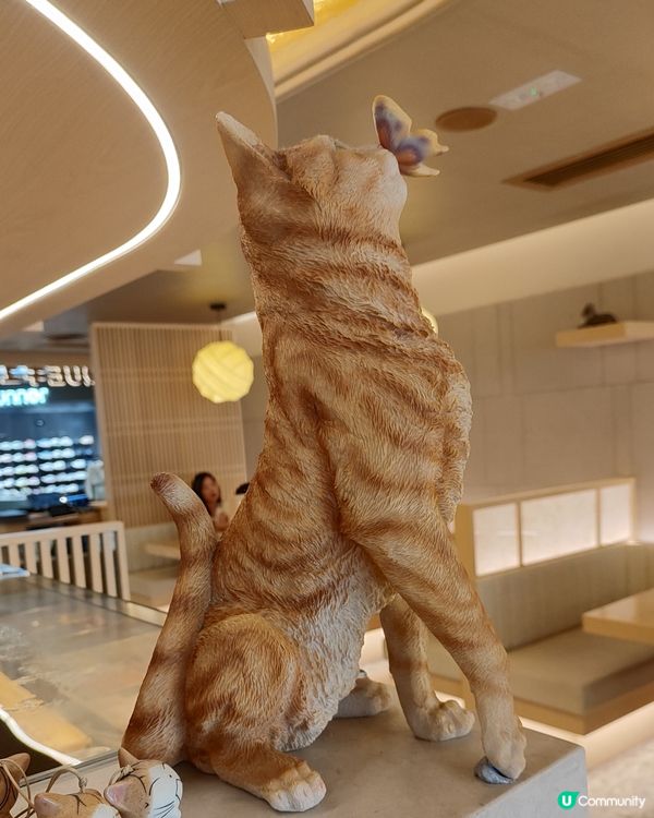 壽司塔可🌮超驚喜！抵食下午茶😋！