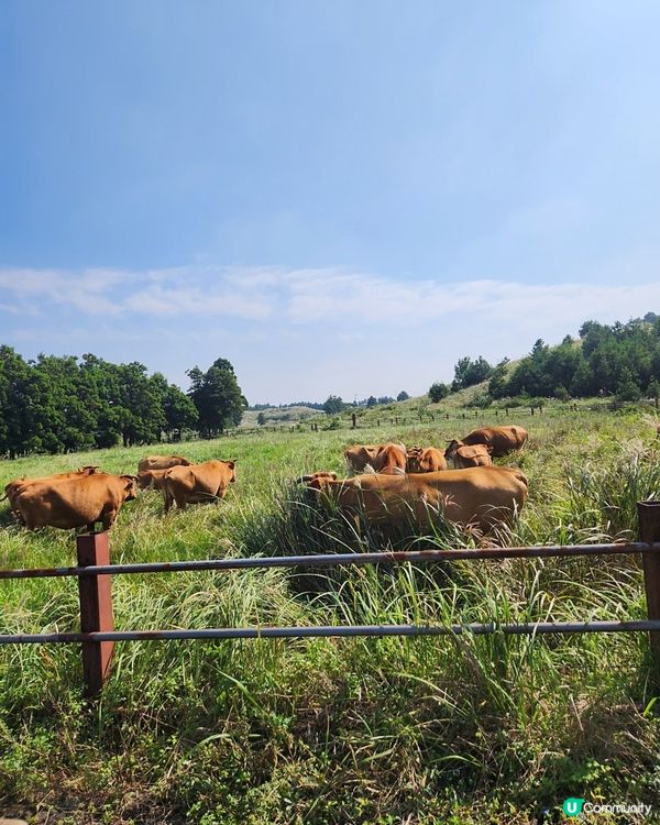 🇰🇷濟州島旅行 | 東邊必玩「Railbike」全攻略‼
