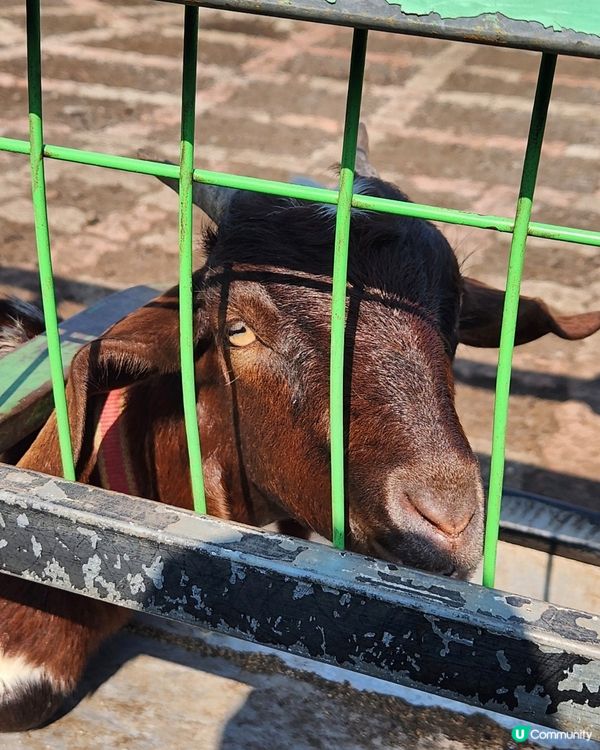 🇰🇷濟州島旅行 | 東邊必玩「Railbike」全攻略‼