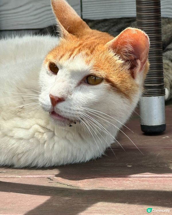 🇰🇷濟州島涯月邑 | 綠茶田中的治癒系咖啡廳「涯月맛차」