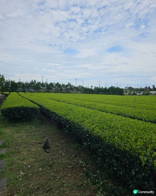 🇰🇷濟州島涯月邑 | 綠茶田中的治癒系咖啡廳「涯月맛차」