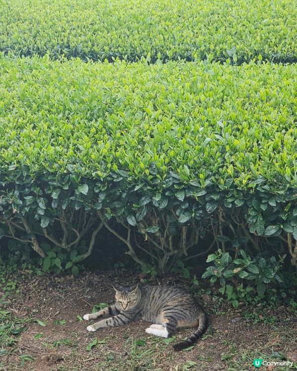 🇰🇷濟州島涯月邑 | 綠茶田中的治癒系咖啡廳「涯月맛차」