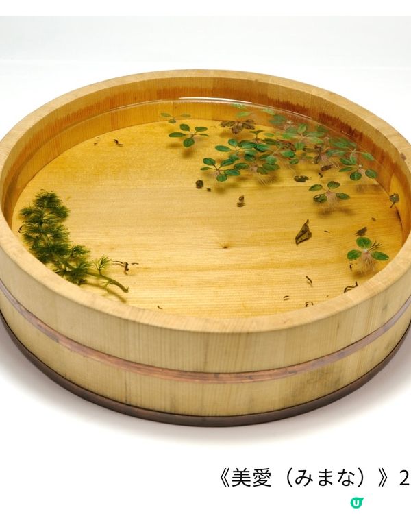 【開眼界系列】畫出嚟嘅2.5D金魚