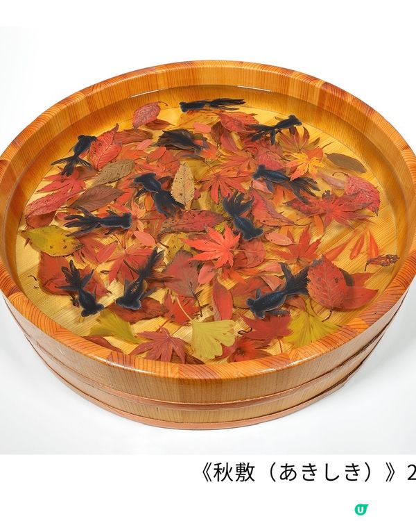 【開眼界系列】畫出嚟嘅2.5D金魚