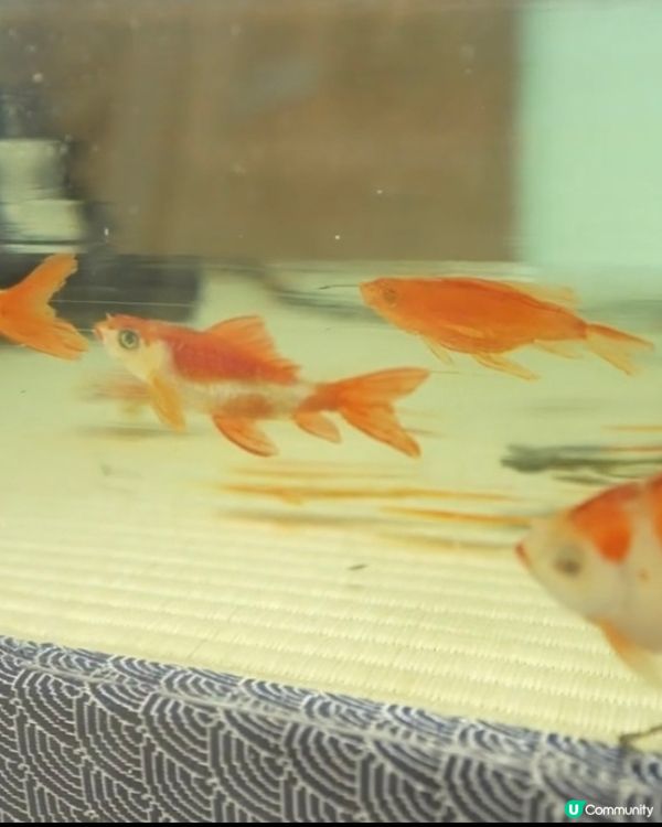 【開眼界系列】畫出嚟嘅2.5D金魚