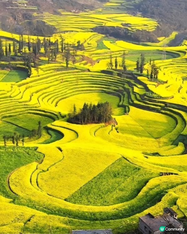 羅平油菜花&九龍瀑布