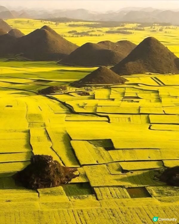 羅平油菜花&九龍瀑布