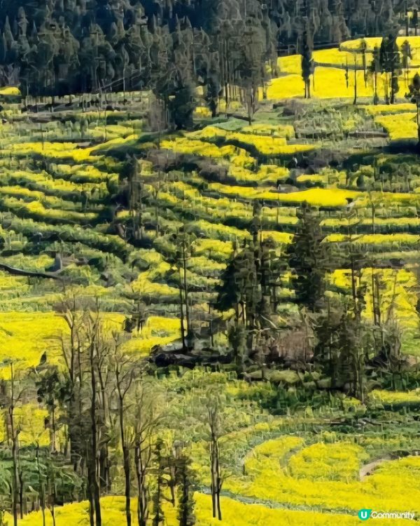 羅平油菜花&九龍瀑布