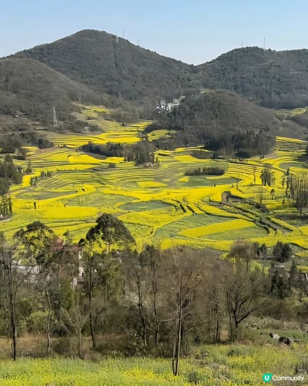 羅平油菜花&九龍瀑布