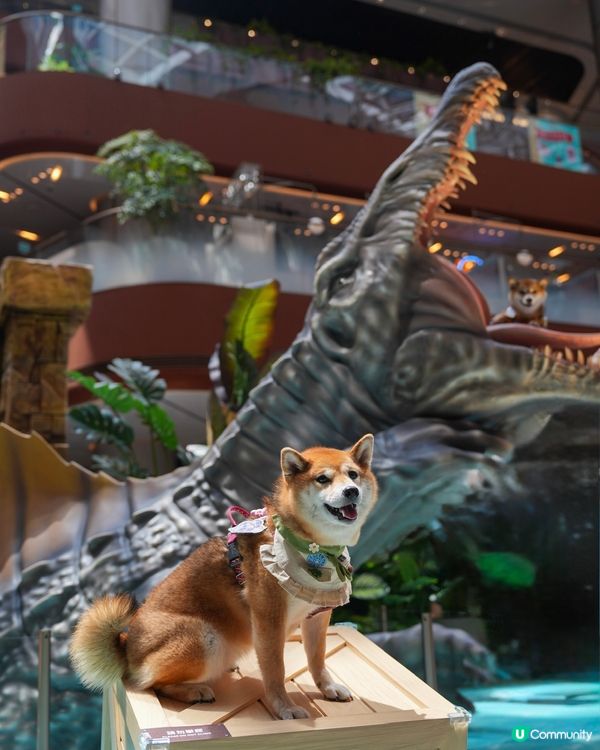 當矇矇遇上棘龍～🦖