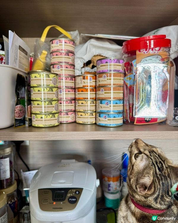 貓罐頭推介！天然無添加，主子必愛😻