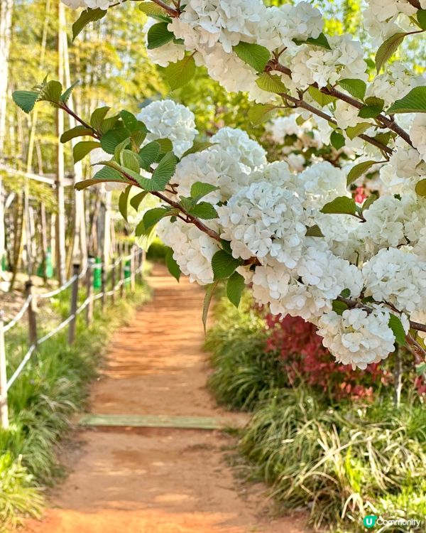 🌸🇰🇷釜山親子放電好去處｜釜山市民公園
