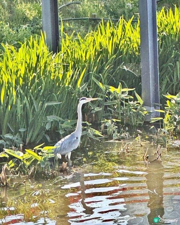 🌸🇰🇷釜山親子放電好去處｜釜山市民公園