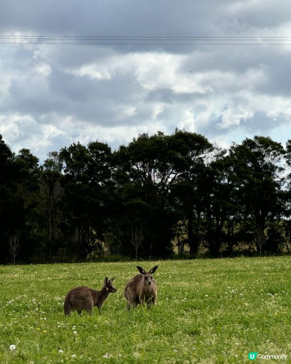 兩女子首次踏足澳洲之旅